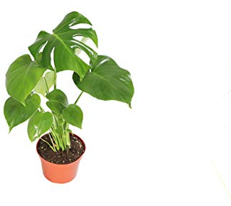 Monstera Split Leaf - 6 from California Tropicals