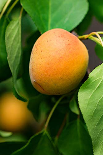 pianta di Albicocco albero di albicocco varietà Tyrinthos Età 2 anni in vaso pianta di albicocco vera venduta da eGarden.store