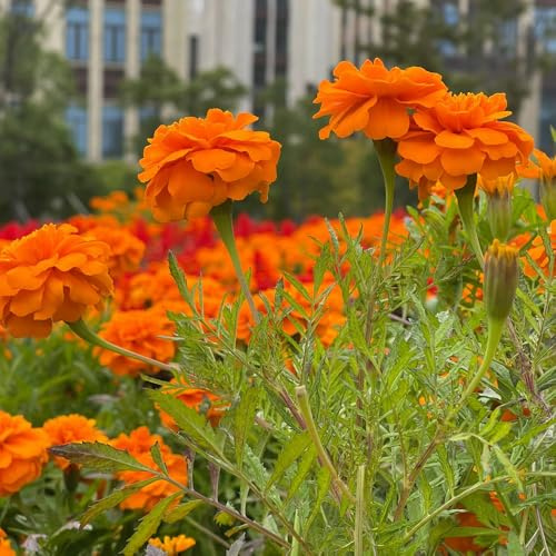 semi di tagetes perenni - calendula, resistenti all'esterno, primaverili di tagetes calendula biologici, rustiche per giardino, 1000pcs