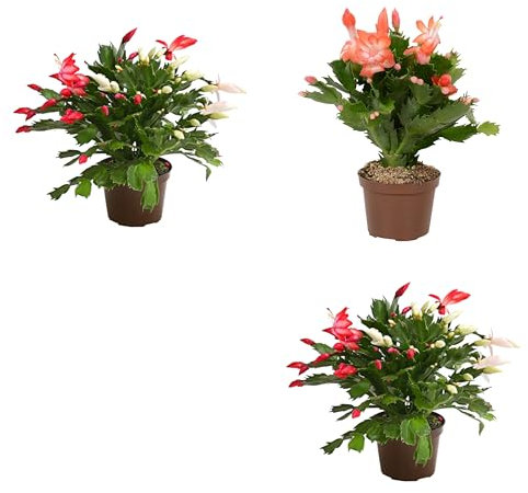 Pack de 3 Cactus de flores colgantes - Schlumbergera - Plantas Naturales de Invierno
