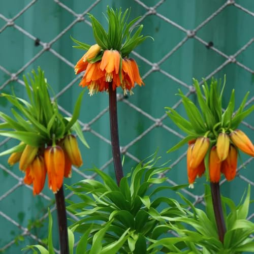 Tubérculos de la corona imperial perenne - Fritillaria - flores del jardin corona imperial de flores Plantas resistentes para el jardín. planea plantas resistentes al invierno 8pcs
