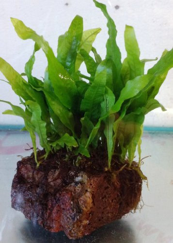 Its a Fishy Biziness Java Fern On Lava Rock (Microsorium Pteropus) Live Plants