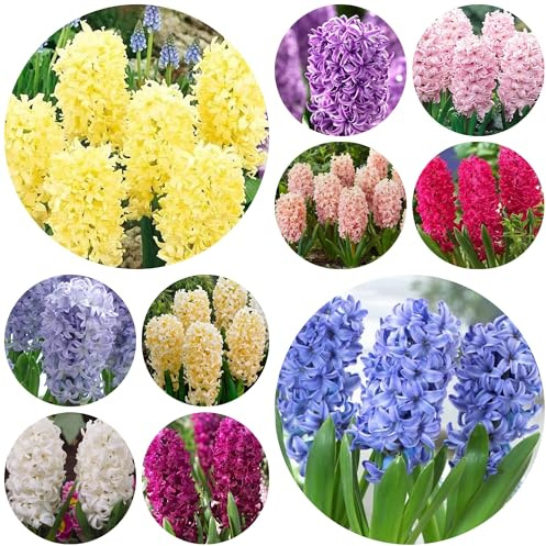 6bulbos de jacintos - jacintos - eciente perenne, reales, jardin resistentes para de jardín y balcón