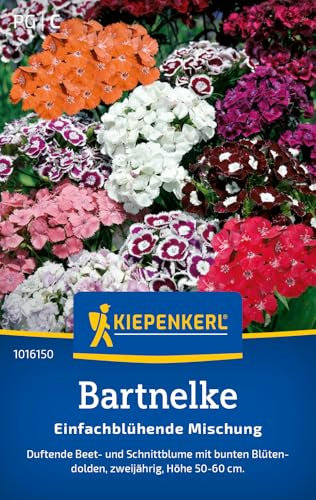 Kiepenkerl Bartnelkensamen Einfachblühende Mischung 1016150 - Blumensamen Mischung für eine duftende Beet- und Schnittblume mit Inhalt für 60 Pflanzen - Saatgut