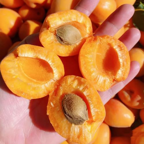 semillas resistentes del albaricoquero - interior orgánicas para balcón Invernadero 20pcs