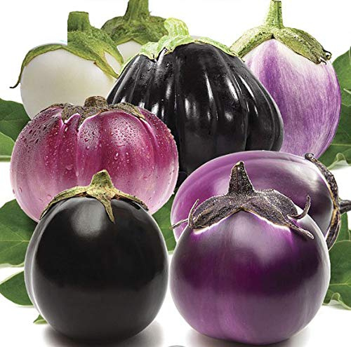 Seeds4planting - Seeds Eggplant Aubergine Round Mix Rare Thai Heirloom Vegetable Non GMO