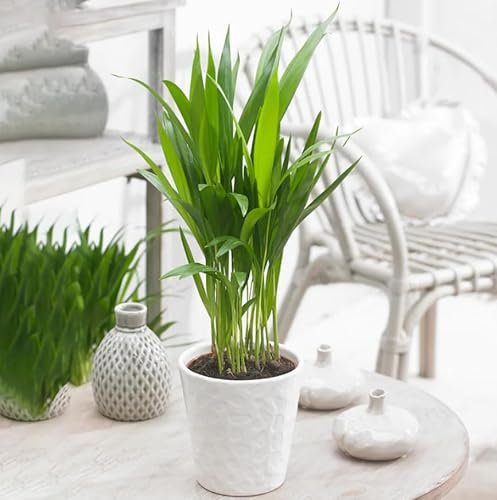 Areca Palm in 12cm Pot - Dypsis Lutescens Palm - Air Purifying Evergreen Indoor Plant - Ideal for The Home or Office (2 Plants)