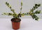 Pianta Ligustro Texanum, vaso 18 cm, Altezza 50/60cm