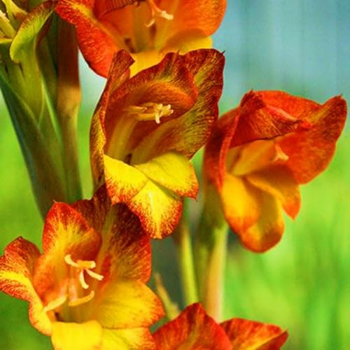 Bulbo De Gladiolo-Gladiolos Bulbos,Planta De Gladiolos,Gladiolus Tristis,Decoracion De Jardin,Plantar En Macetas-3Bulbos-b