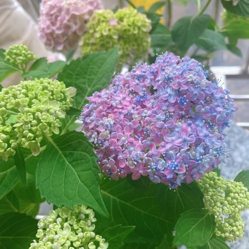 semillas de hortensia resistentes, jardin, trepadoras balcon, 200pcs