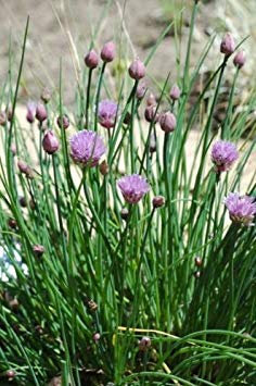 VISA STORE Ciboulette - 1000 graines - doux saveur d'oignon - Ciboulette - -