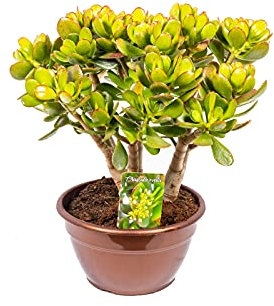 Bonplants Crassula Ovata Minor, Albero di Giada, Pianta Vera dei Soldi, Vaso 20 cm, h 45 cm