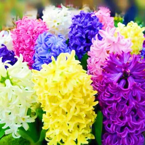 Hyazinthenzwiebeln Winterhart MehrjäHrige,Hyazinthenblüten Hyazinthen Pflanzen Winterhart,Hyazinthe Kaufen Gärten Geschenk bereit MehrjäHrige Knollenpflanze Im Topf Pflanzen-4zwiebeln-a