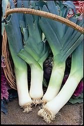 Pack Kings Vegetable Seeds Leek 'Giant Winter' Garden Seeds