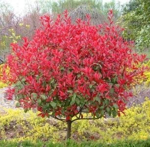 VISA STORE Las semillas de semillas Inicio Jardín Photinia serrulata Fraseri Frasery Rojo Tipluohu 50 semillas