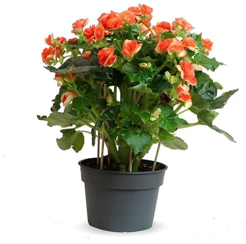Begonia Elatior Planta Natural con Flores para Interior y Exterior Ideal para Decorar el Hogar