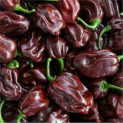Semi di Peperoncino Habanero Chocolate, Varietà Caraibica Piccante, peperone dei caraibi, 100 Semi per Confezione