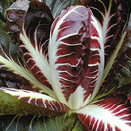 Thompson & Morgan Seeds Early Di Treviso Radicchio Red