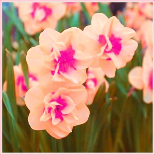 Narzissenzwiebel Winterhart MehrjäHrig Narzissen Zwiebeln Winterhart Narzissenzwiebel Narzissen Knollen,Gärten Geschenk bereit,Schöner Staudengarten Zierpflanzen pflanzen-6zwiebeln-a