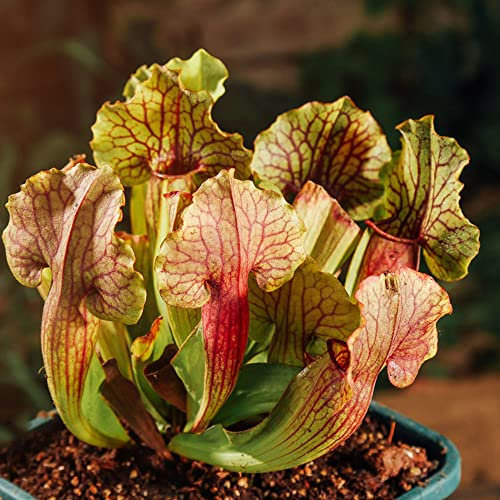 fleischfressende kannenpflanze,sarracenia purpurea samen,Schlauchpflanze Sukkulenten succulent plants,Seltene Pflanzen serie,balkonpflanzen winterhart gartenpflanzen praktische geschenke 800 Stück