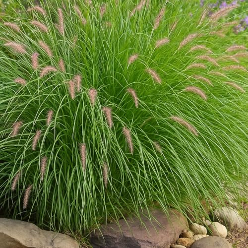 Perennial Farm Pennisetum 'Karley Rose' – Live Ornamental Grass in #1 Container, Rosy-Mauve Plumes, Graceful Arching Habit, Drought Tolerant, Ideal for Borders, Slopes & Landscape Accents