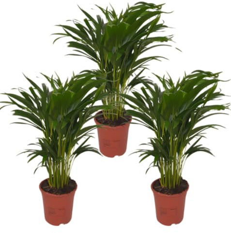 Goldfruchtpalme | 3er-Set | Dypsis lutescens | ca. 40-50 cm | ø 12-15cm Topf | Pflegeleichte Zimmerpflanzen für Wohnung und Büro | Qualität vom Pflanzen Profi | Ideale Raumbegrünung