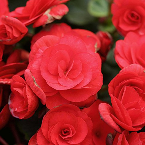 Tuberous Begonia Nonstop Series Plant Seeds (Pelleted): Red - 100 Seeds - Annual Decorative Flower Plant, Houseplant