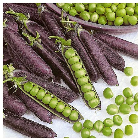 PREMIER SEEDS DIRECT - Organic Vegetable Pea - Purple BLAUWSCHOKKER - 50 Seeds