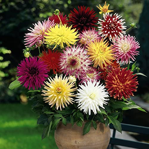 Dahlia Double Cactus Mix Finished Half-Hardy Annual Easy to Grow Your Own Sun Loving Garden Flowering 1x Seed Packet (Aprox 50 Seeds) by Suttons