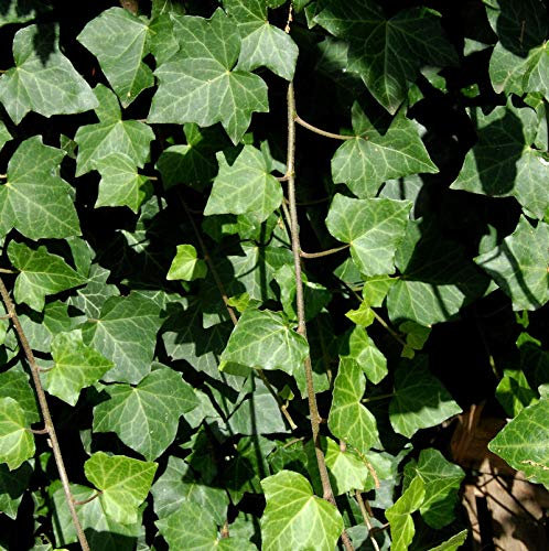 Großblättriger irischer Efeu 100-125cm - Hedera helix hibernica - lebende Gartenpflanze aus den Baumschulen