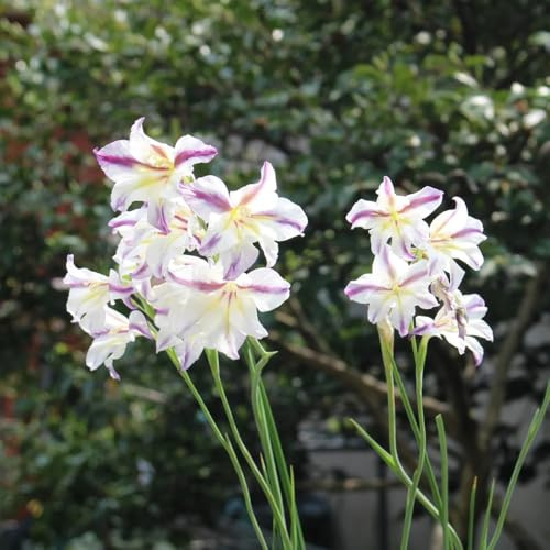 bulbi di gladioli resistenti, esterno rare balcone giardino 4pcs