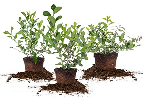 Perfect Plants 3 Pack Rabbiteye Blueberry Bushes 1 Gallon | Live Fruit Bush for Outdoor Planting | Sweet Blueberries for Fresh Eating | Easily Grown in Home Gardens