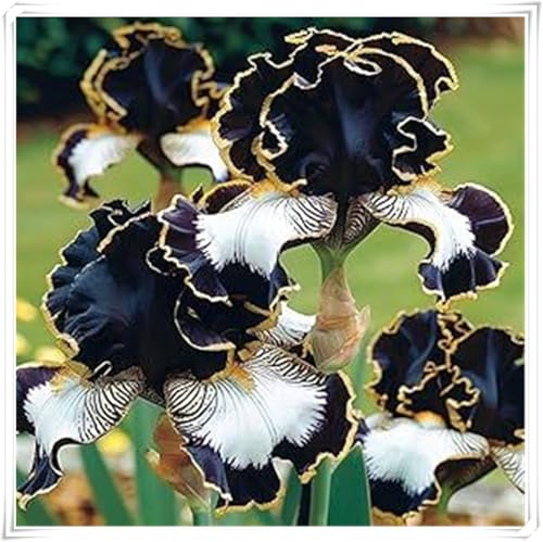 Bulbo di Iris | Elegante, Tondo-Denso-Resistente, Adattabile, Naturale-15 bulbi-C