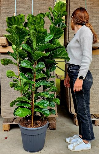 POWERS TO FLOWERS - FICUS LYRATA XL, OFFERTA 30 PEZZI!! pianta vera