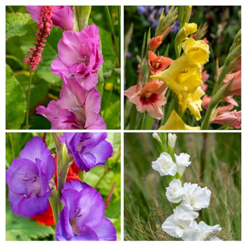 Plant in a Box - Gladiolen - Mischung aus 60 - Gladiolenzwiebeln - Großblütige Gladiolen - Sommergartenblumen - Farbmischung