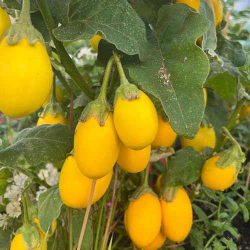 semi di melanzane balcone, giardino resistenti esotiche vecchie varietà biologici 150pcs