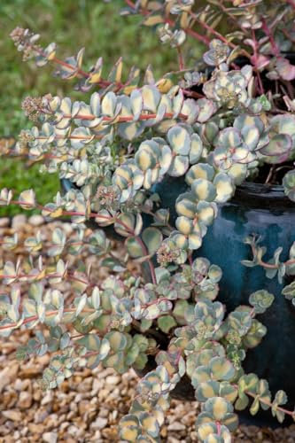 Sedum sieboldii 'Mediovariegatum' 9x9 cm Topf – Winterhart, Mehrjährig, Pflegeleicht – Fetthenne – Bodendecker für Steingarten & Beet