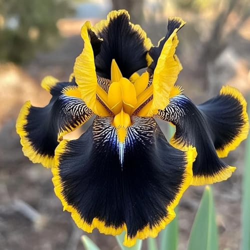 Rizomi di Iris perenni, Facili da coltivare, Radici, Richiedono poca manutenzione, Adatto per piantagioni all'aperto in primavera e autunno-6 rizomi-a
