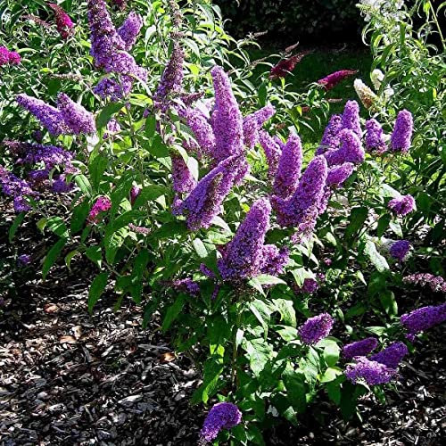 Butterfly Bush Buddleia Davidii Mix 100 Tree Seeds.