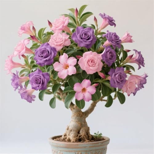 Mix Garden Bulbs, Desert Rose Bulbs, Golden Beautiful, Desert Rose Plant Bulbs, Adenium obesum Plant, Mix Wedding Flowers, 1Bulbs-D