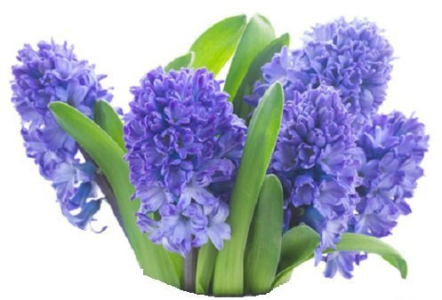 EkoFace Hyacinth Fragrance Oil for Candle making, Oil Burner, Potpourri & Bath