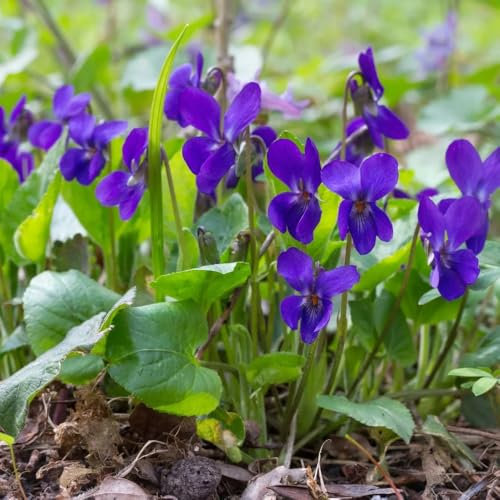 Duftveilchen pflanzen samen steingartenpflanzen winterhart blumenwiese samen stauden winterhart mehrjährig winterfeste pflanzen für balkon, pflanzen garten frühlingsblumen exotische 150pcs