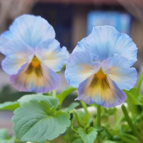 semillas de pensamiento resistentes - jardín, perenne interior 300pcs