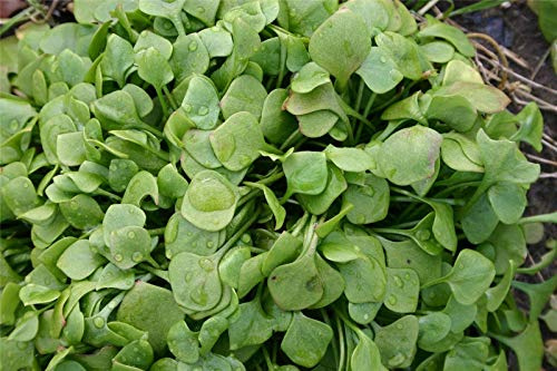 Portal Cool Vegetali - Semi brouillard d'insalata Claytonia (Minatori lattuga) 325 Semi