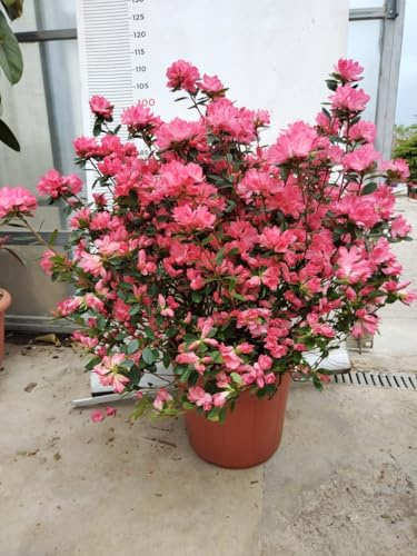PIANTA DI RHODODENDRON AZALEA IN VASO cm 45 (foto reale) COLORI MIX