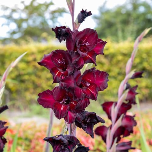Gladiole Tiramisu | 10 Stück | Knolle | Schnittblume | 100% Blütegarantie | QFB Gardening