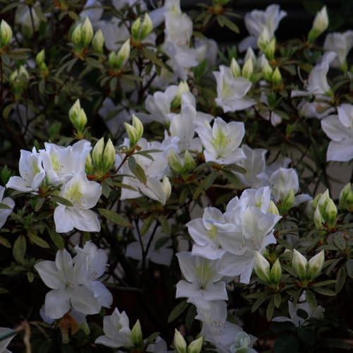 Rhododendron 'Gumpo White' - Evergreen Azalea with Large White Blooms, Hardy Shrub for Rockeries and Woodland Edges – 1x 3 Litre Potted Plant by Thompson & Morgan