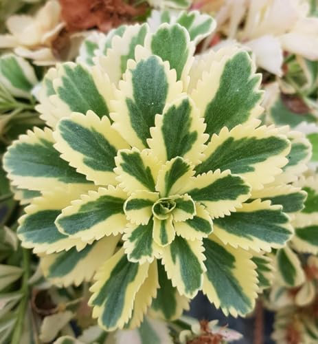 Sedum takesimense 'Atlantis'® / Orpin panaché à fleur jaune/Godet/Succulente