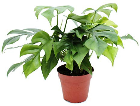 Monstera minima - Feuille de fenêtre pot 12cm