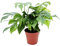 Exotenherz - Monstera minima - Fensterblatt 12cm Topf